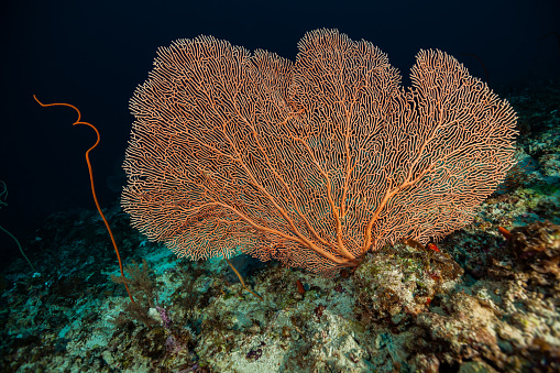 The color of Gorgonian Seafan Annella mollis varies and ranges from cream-colored to pink and orange. The close-meshed skeleton of the species in the family Subergorgiidae consists of fused sclerites and gorgonin, so it is extraordinarily flexible and thus perfectly adapted to strong currents. A Whip Coral Cirrhipathes sp., a black coral species at the left. East end of Kri Island, Raja Ampat, Indonesia, 0°33'14\