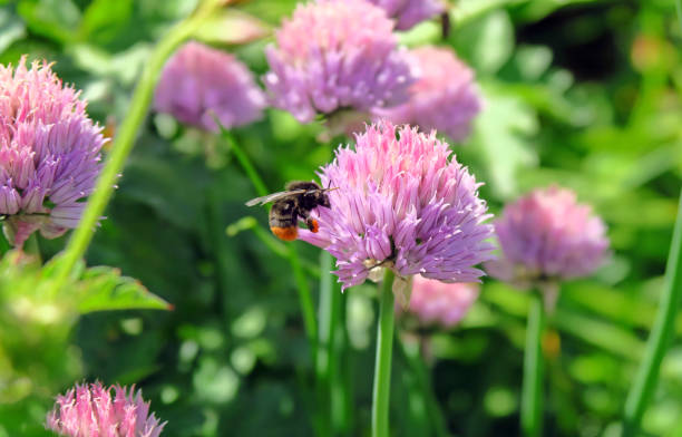 Bee on chives (Allium schoenoprasum) Bee on chives (Allium schoenoprasum) - Schnittlauch chives allium schoenoprasum purple flowers and leaves stock pictures, royalty-free photos & images