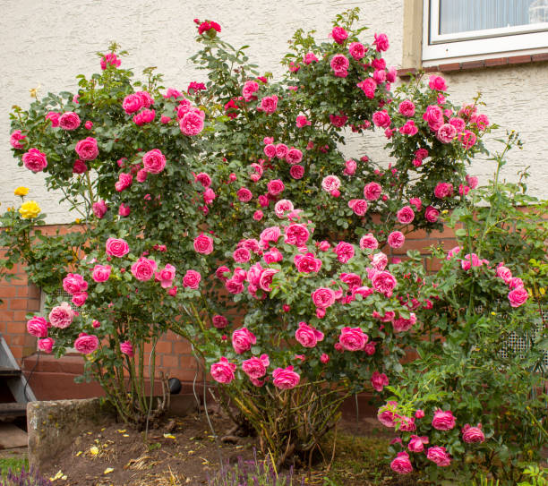 Large rose bush with the famous Rosa Centifolia Foliacea, the Provence Rose or Kohl-Rose stock photo