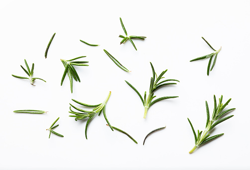 Rosemary isolated on white background.