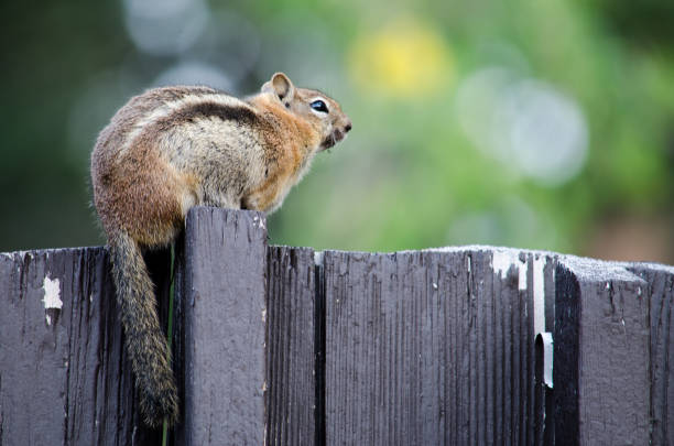 A small chipmunk stands upright on a gravel path, observing its surroundings, with patches of grass and stones nearby, under clear skies on a sunny day.