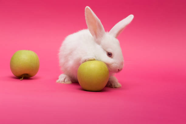 istock little rabbit with the apple on a pink background