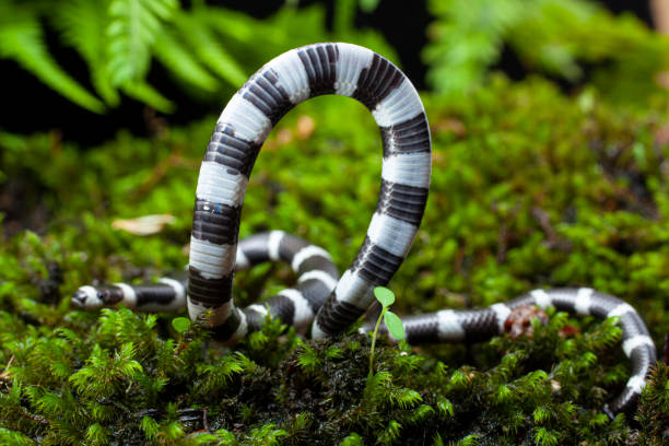 30+ Snake Biting At Camera Stock Photos, Pictures & Royalty-Free Images