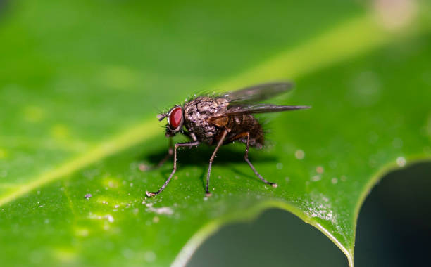 istock insect macro photography THE FLY 1250139715