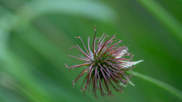 istock flower shot at closeup with macro 1250139740