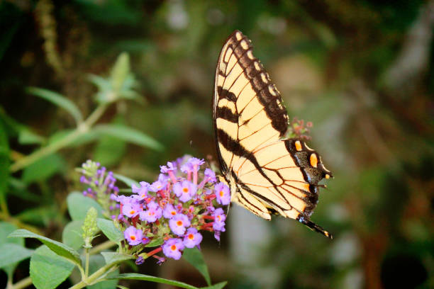 istock Eastern Tiger Swallowtail Butterfly 1250140454