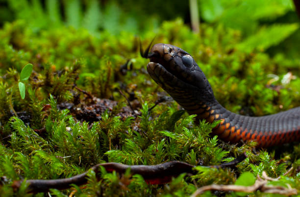 30+ Snake Biting At Camera Stock Photos, Pictures & Royalty-Free Images