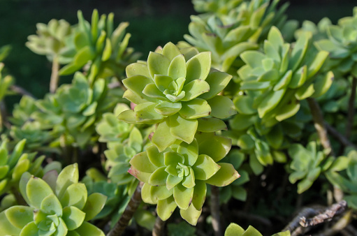 Closeup details of the smooth textured green and gray colored leaves of a succulent sedum plant growing in a garden.