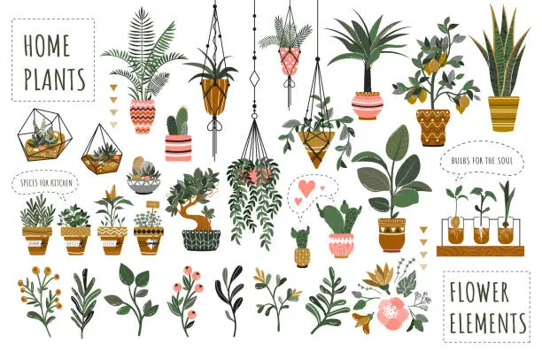 Vector illustration of Set of isolated houseplants in flowerpots vector illustration