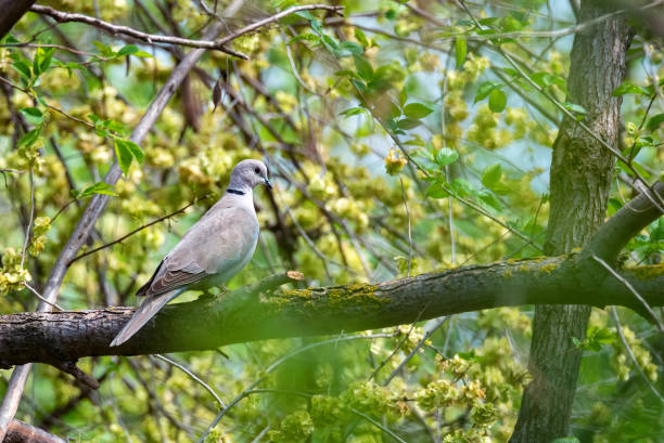 istock Collared dove or Streptopelia decaocto on branch 1250142075