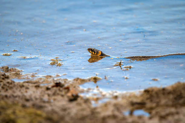 istock Hunting grass snake swims in water. Closeup 1250142841