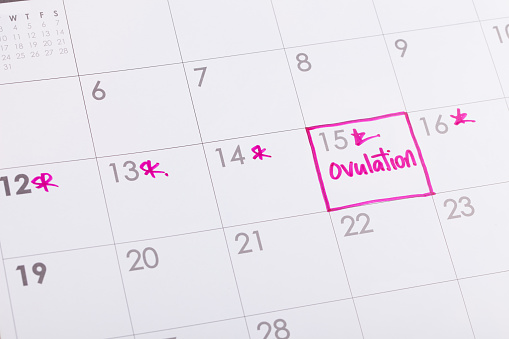 Ovulation and fertile period on calendar for couples trying to get pregnant