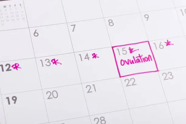 Ovulation and fertile period on calendar for couples trying to get pregnant