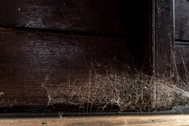 Spider woven web in wall of ancient thai house, Abstract Spiderweb on wall background
