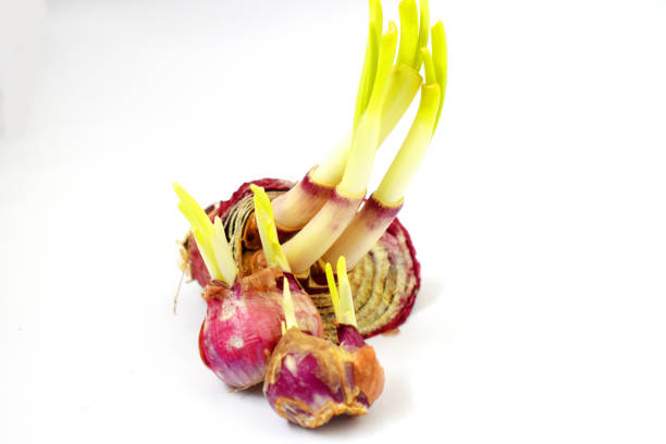 istock Oganic fresh red Onion are germinating on white background 1250146901