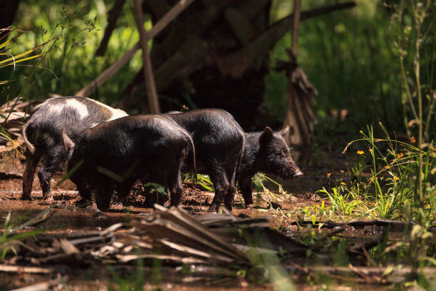 istock Baby wild hog also called feral hog or Sus scrofa 1250147118