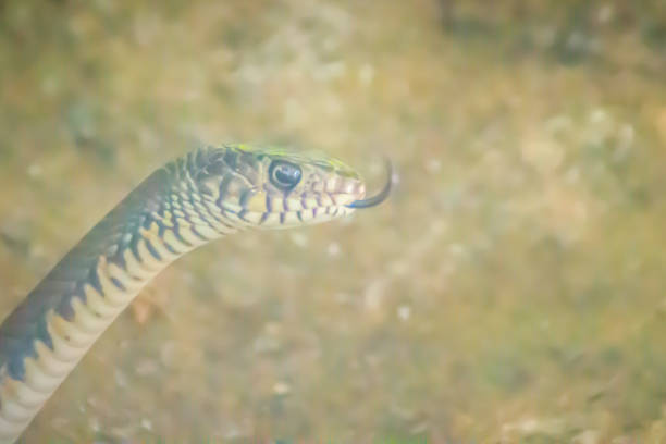 Cute Banded rat snake (Ptyas mucosus), commonly called the Oriental rat snake, a non-toxic land snake. It is a snake that limits household rats and found throughout all regions of Thailand as well. serpiente de rata de banda linda (ptyas mucosus), comúnmente llamada la serpiente de rata oriental, una serpiente terrestre no tóxica. es una serpiente que limita las ratas domésticas y se encuentra en todas las regiones de tailandia, así.