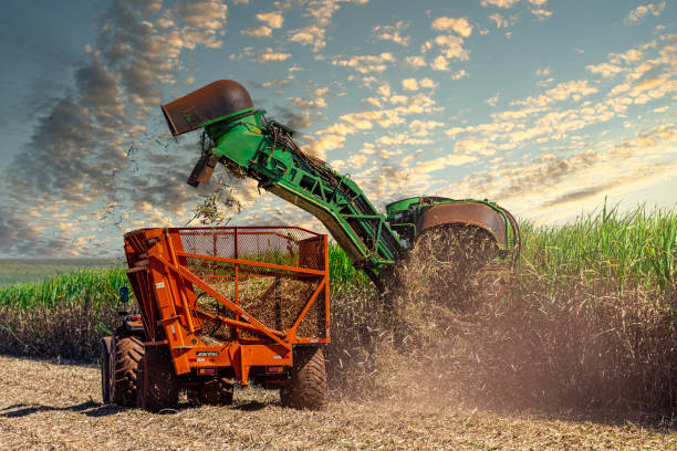 Machine harvesting sugar cane plantation Machine harvesting sugar cane plantation in Pederneiras/São Paulo/Brazil - 04/06/2020 peanut crop stock pictures, royalty-free photos & images