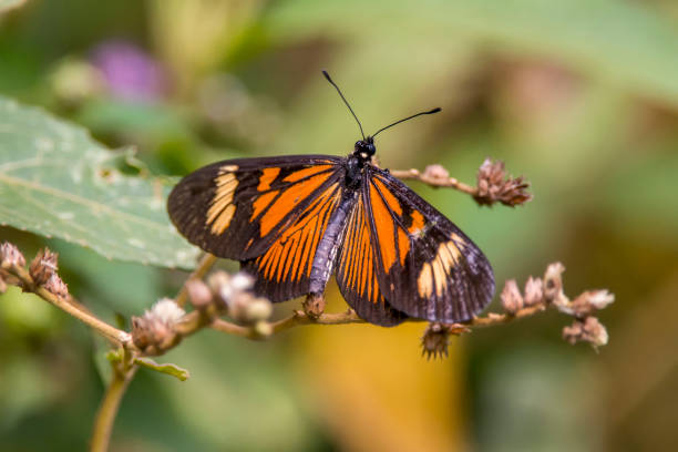 istock Brush footed Butterfly photographed in Espirito Santo. 1250151893