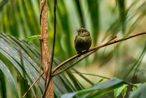 Swallow tailed Manakin photographed in Afonso Claudio, Espirito Santo. Southeast of Brazil. Atlantic Forest Biome. Picture made in 2013.