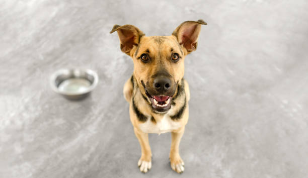 istock Dog Food Bowl 1250153400