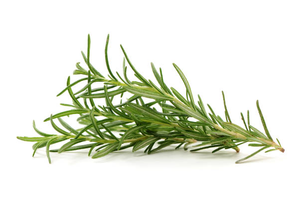 istock Branch of rosemary 1250155317