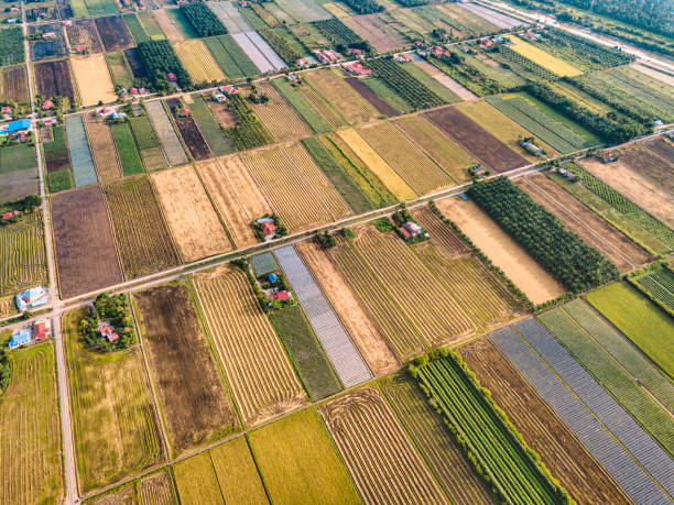 istock sekinchan padi field in the morning with sunlight 1250155336