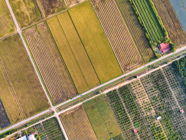 sekinchan padi champ le matin avec la lumière du soleil - aerial view mid air farm field photos et images de collection