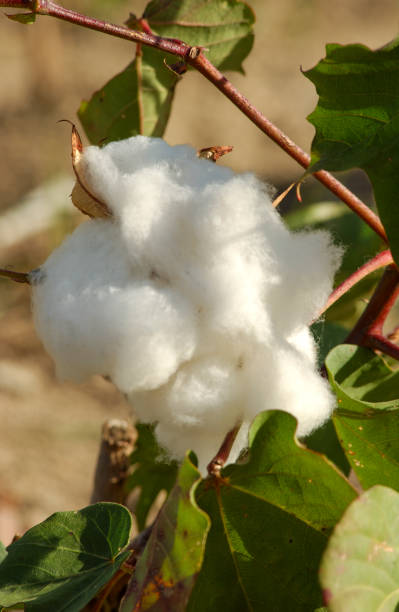 istock Organic and agroecological cotton. 1250157421