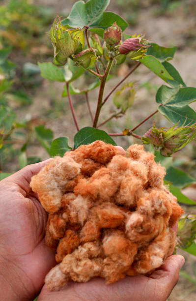 cotton, naturally colored, organic and agroecological. - cotton smooth green plant imagens e fotografias de stock