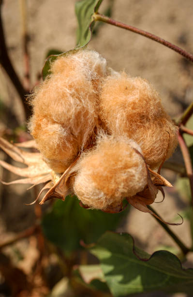 algodón, de color natural, orgánico y agroecológico. - cotton smooth green plant fotografías e imágenes de stock