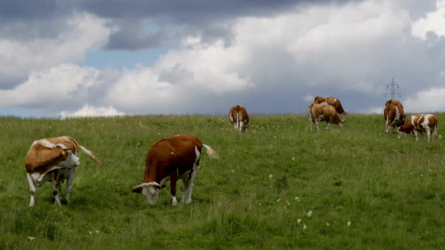 Cows on the meadow
