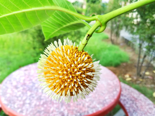istock Neolamarckia cadamba flower in the natural environment 1250160103