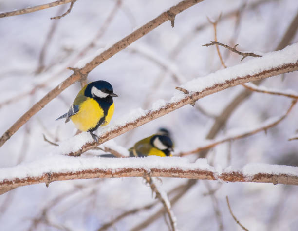 istock Titmouse on a snowy winter day 1250162109