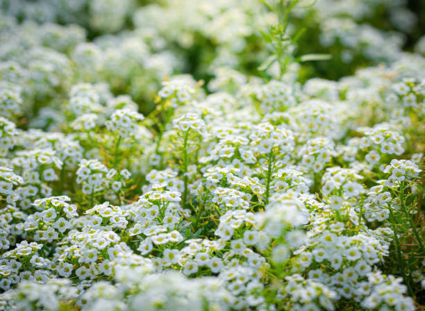 istock Flowers are alyssum close-up 1250162784