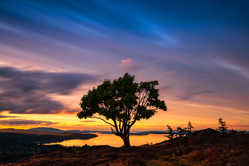 Lone tree against a dramatic sunset on southern Vancouver Island.
