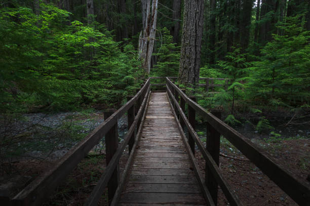 istock Wooden Bridge On A Hiking Trail 1250162917