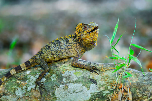 istock Dragon Forest Lizard on twig in tropical garden 1250164174