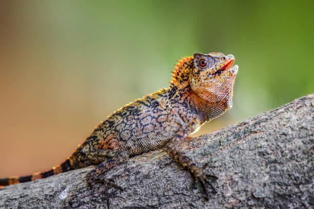 istock Dragon Forest Lizard on twig in tropical garden 1250164198