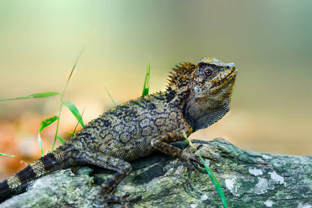 istock Dragon Forest Lizard on twig in tropical garden 1250164252