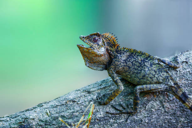 istock Dragon Forest Lizard on twig in tropical garden 1250164272