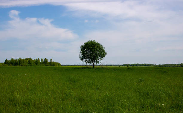 istock Beautiful summer landscape with a single green tree standing in a green field. 1250165161