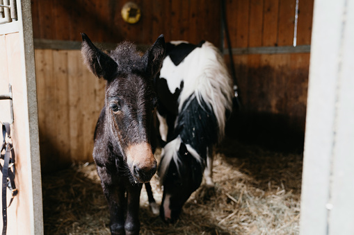 Little foal with his mom in the stable. They are in a riding school.