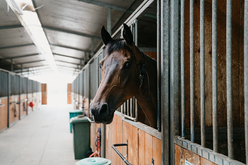 Horse stalls in a horse riding school. An horse is peeking through his window.