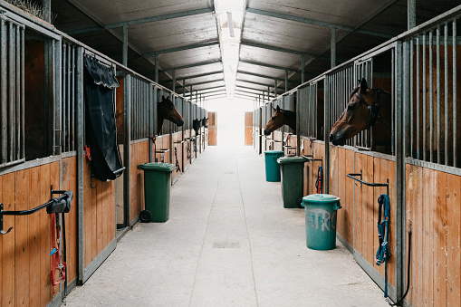 Horse stalls in a horse riding school. Some horses are peeking through their windows.