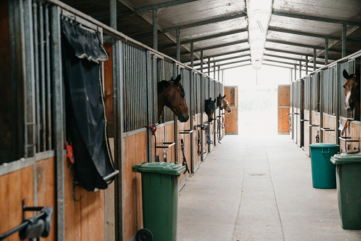 Horse stalls in a horse riding school. Some horses are peeking through their windows.
