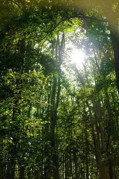 istock Sun shining through green leaves on a tall hig Platanus trees deep green forest 1250173846