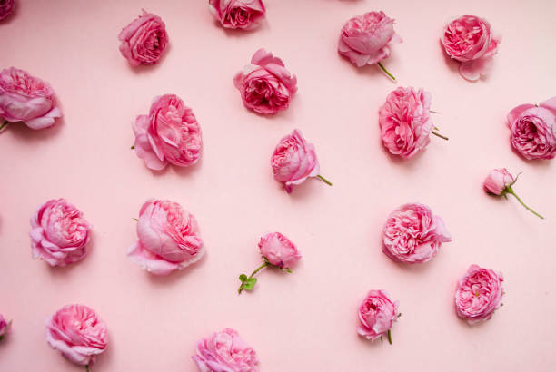 istock Flower arrangement. Pink roses on a pink background. Top view. Flat lay. 1250174049