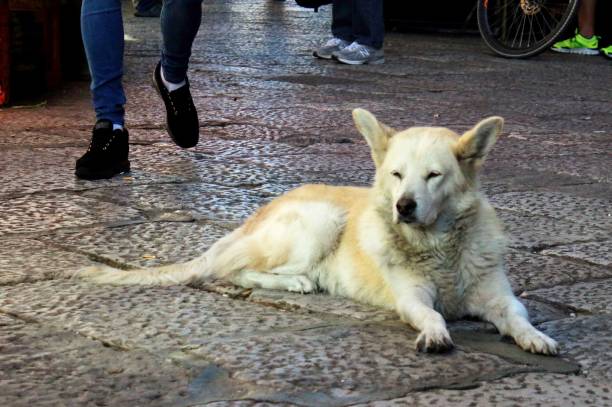 istock large white stray dog resting on the street 1250175070