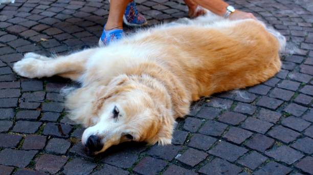 istock honey-colored labrador lying on the street while its owner brushes it 1250175084